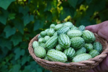 karpuz, karpuz, karpuz, karpuz, karpuz, Meksika salatalığı, Melothria scabra hasadı.