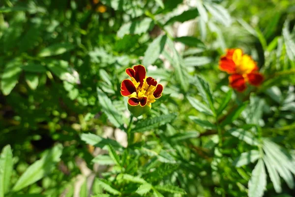 Tagete çiftliği arka bahçede. Tagete Patula Çiçeği bahçede. Çiçekler arıları çeker