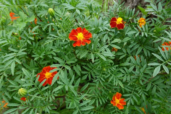 Tagete Καλλιέργεια Στον Κήπο Πίσω Αυλή Tagete Λουλούδι Patula Στον — Φωτογραφία Αρχείου