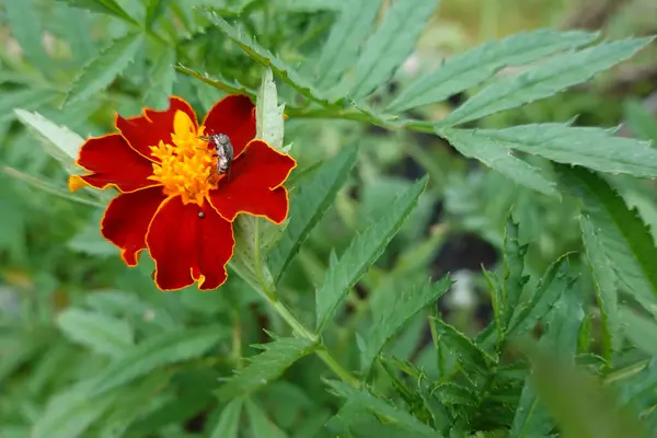 Flor Vermelha Velho Calêndula Tagetes Erecta Calêndula Velho Calêndula Africano — Fotografia de Stock