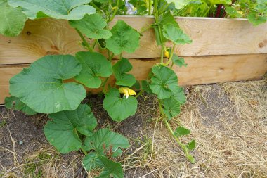 Ahşap yataklı şehir bahçesi. Bahar ve yaz ekimi. Bahçede yükseltilmiş yatak