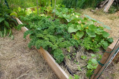 Ahşap yataklı şehir bahçesi. Bahar ve yaz ekimi. Bahçede yükseltilmiş yatak