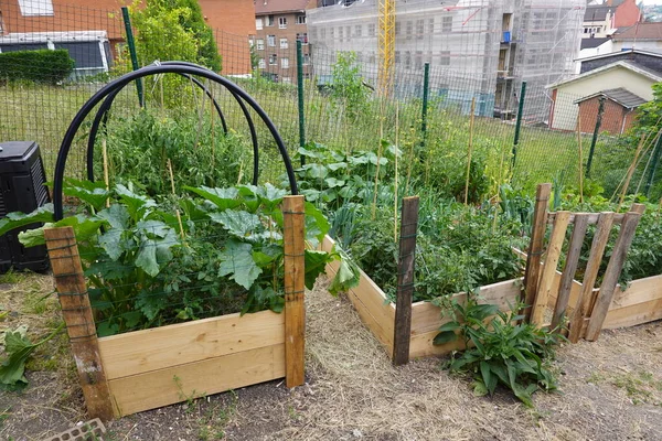 urban garden with wooden bed. Spring and summer cultivation. raised bed in the backyard garden