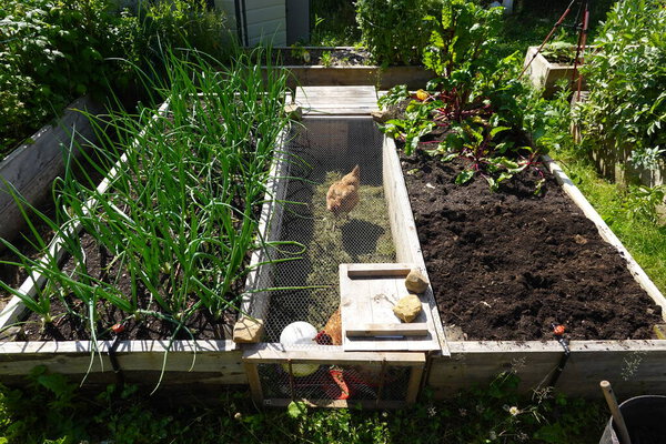 органический семейный сад. Деревянные кровати для выращивания овощей во дворе сада. овощной сад