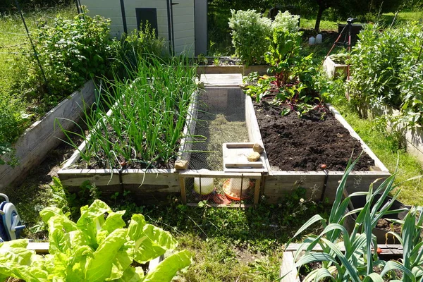 organic family garden. Wooden beds to grow vegetables in the backyard garden. vegetable garden