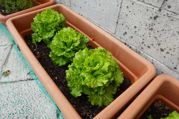 在锅里种植生菜 在容器中种植生菜 在阳台上生长 — 图库照片