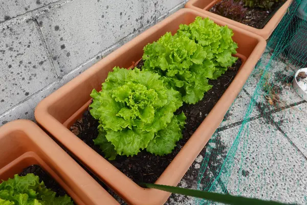 在锅里种植生菜 在容器中种植生菜 在阳台上生长 — 图库照片