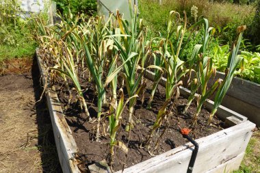 Bahçe bahçesinde sarımsak ekimi. Tahta bir yatağa sarımsak ekin. Sarımsak hasat etmek için son ürün döngüsü