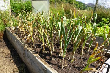 Bahçe bahçesinde sarımsak ekimi. Tahta bir yatağa sarımsak ekin. Sarımsak hasat etmek için son ürün döngüsü
