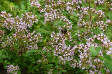 Bumblebee polen kokulu bahçe çiçekleri. Bahçede polen taşıyıcı ile Oregano çiçeği