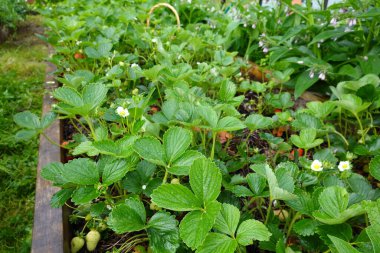 Bahçede çilek yetiştiriyor. Kaldırılmış ahşap yatakta çilek çiçeği. çilek ekin