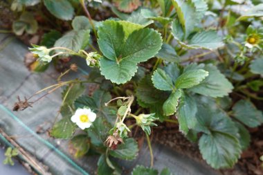 Bahçede çilek yetiştiriyor. Kaldırılmış ahşap yatakta çilek çiçeği. çilek ekin