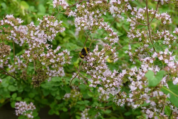 Hummeln Bestäuben Aromatische Gartenblumen Oregano Blume Mit Bestäuber Garten Hinterhof — Stockfoto