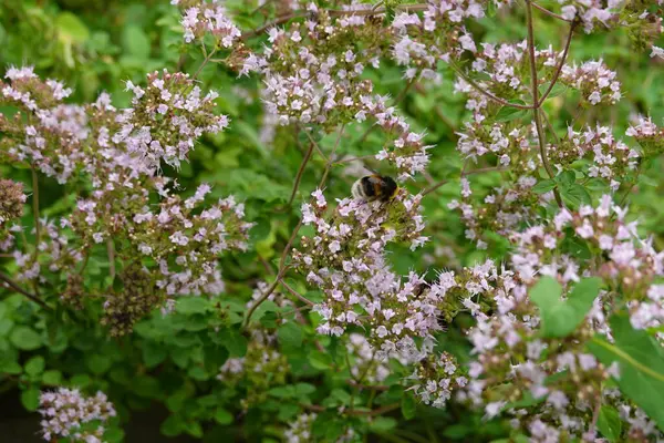 Bumblebee polen kokulu bahçe çiçekleri. Bahçede polen taşıyıcı ile Oregano çiçeği