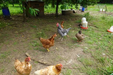 Doğadaki tavuk ve horozlar mutfak artıklarıyla ya da bahçe artıklarıyla besleniyorlar. Mutlu ve özgür tavuklar