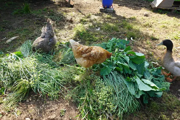 Kuřata Kohouti Volné Přírodě Živící Kuchyňskými Zbytky Nebo Zbytky Zahrady — Stock fotografie