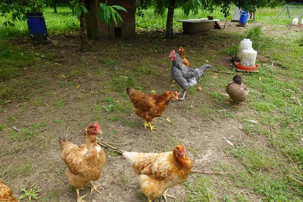 Pollos Gallos Naturaleza Alimentándose Restos Cocina Restos Jardín Pollos Felices —  Fotos de Stock