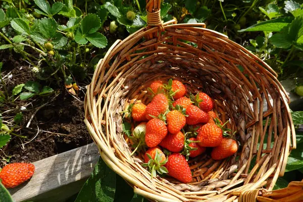 Harvesting Strawberries Backyard Garden How Pick Strawberries Raised Bed Beds — Stock Photo, Image