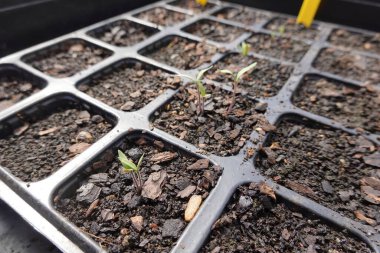 Evde ev yapımı tohum yatakları. Tohum ekmeyi. Domates sera tohumu. Evde büyümek için.