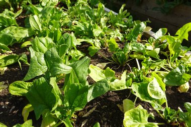 Bahçede ıspanak yetiştiriyorum. Evdeki kaldırılmış yataklarda ıspanak yetiştiriyorlar.