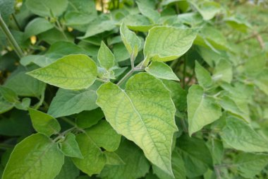 Physalis ya da uchuva, alquequenje, domates ya da Çin feneri ekimi. Felsefe çiçeği. Arka bahçedeki Çin fenerinin meyvesi