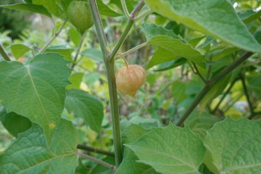 Physalis ya da uchuva, alquequenje, domates ya da Çin feneri ekimi. Felsefe çiçeği. Arka bahçedeki Çin fenerinin meyvesi
