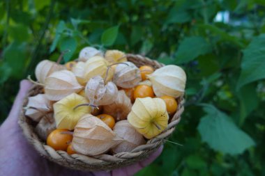 Hasat fizsalisi ya da uchuva, alquequenje, domates ya da Çin feneri, arka bahçede hasat. Physalis sepeti.