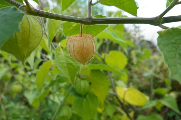 Cultivo Physalis Uchuva Alquequenje Tomatillo Lanterna Chinesa Flor Physalis Fruto — Fotografia de Stock