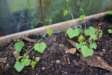 Serada büyüyen karpuz faresi. Melothria scabra cucamelon dikmek..