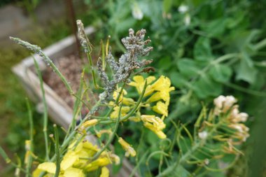 Yaprak bitleri hasada saldırıyor. Yaprak biti lahana bitkisi yer. Bahçe bahçesinde felaket. veba