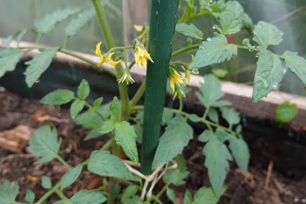 tomato blossom on raised wooden bed. Tomato cultivation in greenhouse with growth guide. at home