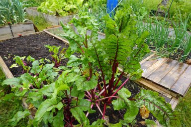 Yükseltilmiş ahşap yataklarda şeker pancarı yetiştirmek. Pancar bitkisi yetişen arka bahçe. evde.