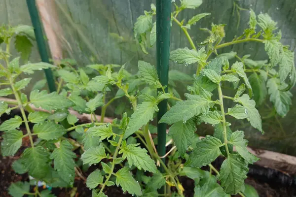 tomato cultivation in the backyard garden. Tomatoes growing in the greenhouse. small tomato plant. countryside