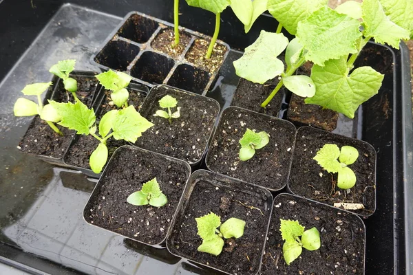 cucumber seedlings in the greenhouse. Sowing cucumber in the backyard garden. small cucumber plant.