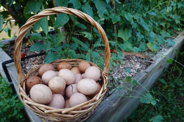 Tavuk kümesinden ev yapımı yumurta topluyorum. Arka bahçedeki tavuklardan toplanan ev yumurtaları. Yumurta sepeti bahçede.