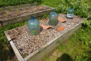 Organik sebze bahçesindeki yükseltilmiş ahşap bir yatakta su şişeleriyle korunan tarım. Sebze bahçesine salatalık ve biber ekiyorum.