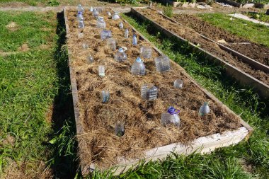 Organik sebze bahçesindeki yükseltilmiş ahşap bir yatakta su şişeleriyle korunan tarım. Evdeki sebze bahçesinde bitki yetiştiriyorum.