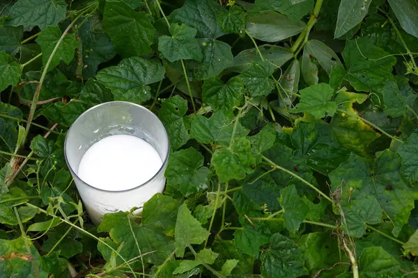 glass of milk for plants, use of milk in the backyard garden. tricks for the vegetable garden. homemade fungicide