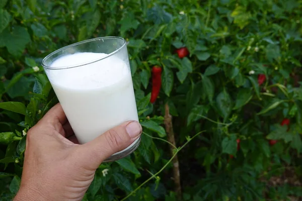 glass of milk for plants, use of milk in the backyard garden. tricks for the vegetable garden. homemade fungicide