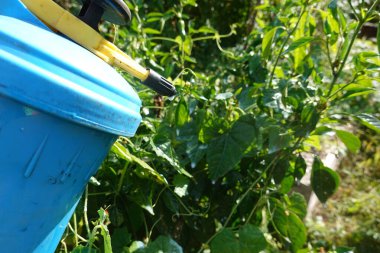 Arka bahçedeki bitkilerle ilgilenin. Bitkileri ilaçlayarak gübre uygulayın. Savaş haşereleri ve mantar evleri