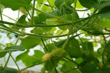Salatalık metuliferus 'un küçük meyvesi. Arka bahçede kiwano yetiştiriyor. Afrika boynuzlu salatalığının meyvesi. sera