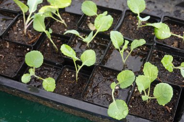 Cucurbitaceae tohumu hazırlamak, saksılara karnabahar ekmek, arka bahçede yetişmek için. Küçük karnabahar filizlenen çiftçi eli