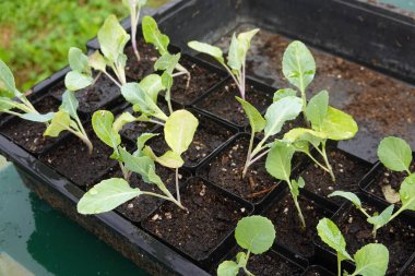 Cucurbitaceae tohumu hazırlamak, saksılara karnabahar ekmek, arka bahçede yetişmek için. Küçük karnabahar filizlenen çiftçi eli