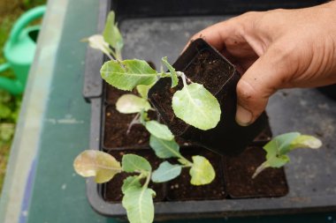 Cucurbitaceae tohumu hazırlamak, saksılara karnabahar ekmek, arka bahçede yetişmek için. Küçük karnabahar filizlenen çiftçi eli