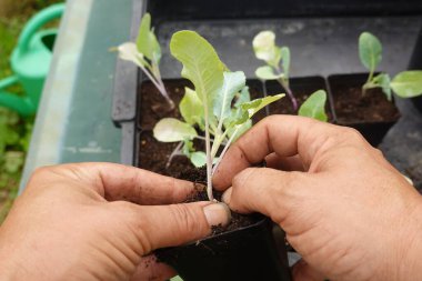 Cucurbitaceae tohumu hazırlamak, saksılara karnabahar ekmek, arka bahçede yetişmek için. Küçük karnabahar filizlenen çiftçi eli