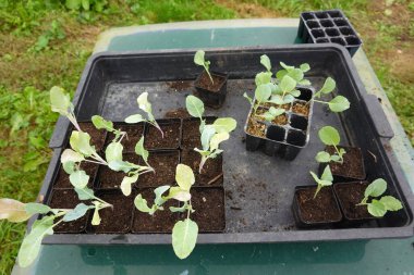 Cucurbitaceae tohumu hazırlamak, saksılara karnabahar ekmek, arka bahçede yetişmek için. Küçük karnabahar filizlenen çiftçi eli