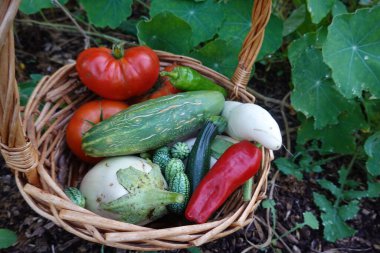 Yaz sebzeleri topluyorum. Arka bahçede domates, patlıcan, salatalık ve biber hasat ediyorum.