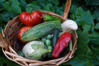 Yaz sebzeleri topluyorum. Arka bahçede domates, patlıcan, salatalık ve biber hasat ediyorum.