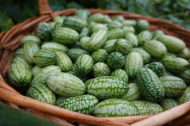 Hasat sepetinde karpuz ya da arka bahçedeki fare karpuzuyla yapılıyor. Sebze bahçesinde yaz meyvesi hasatı Melothria scabra cuca kavunu