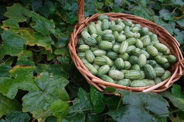 Hasat sepetinde karpuz ya da arka bahçedeki fare karpuzuyla yapılıyor. Sebze bahçesinde yaz meyvesi hasatı Melothria scabra cuca kavunu
